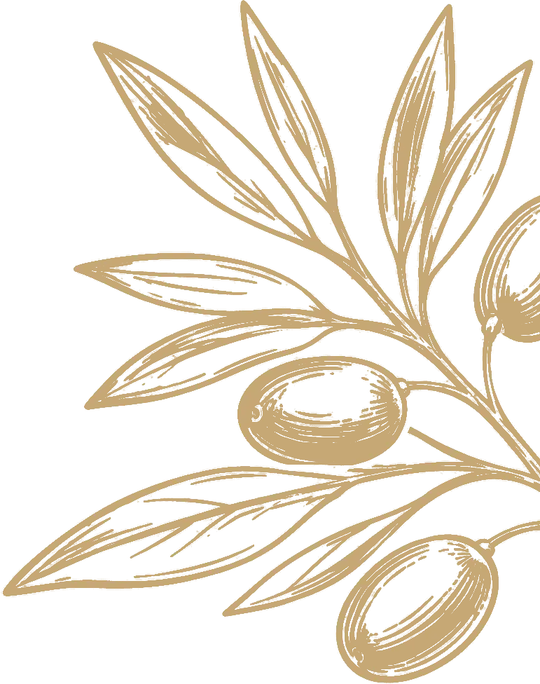 Decorative olive branch illustration with green leaves and olives.